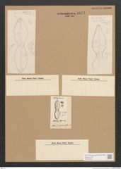Diatomeae indet. Zeichnungen Sammlung Grunow Nr. 1673 (NHMW-BOT-W0368532)
